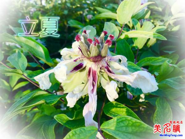 萬物生長的立夏節(jié)氣名字由來、夏季出生的寶寶起名參考